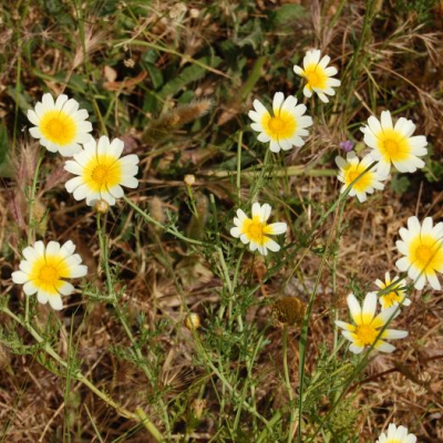 yellow-flowers-M307788